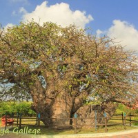 <i>Adansonia digitata</i>  L.